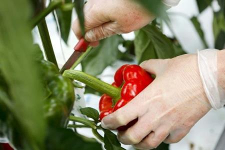 Was passiert, wenn Sie jeden Tag eine Paprika essen?